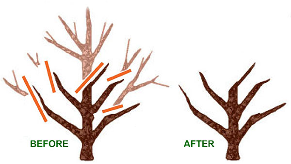 Diagram showing how to prune an overgrown apple tree