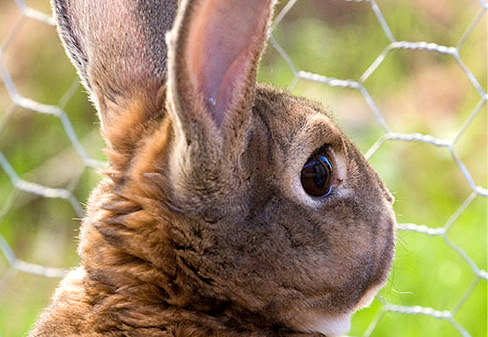 Bunny at fencing