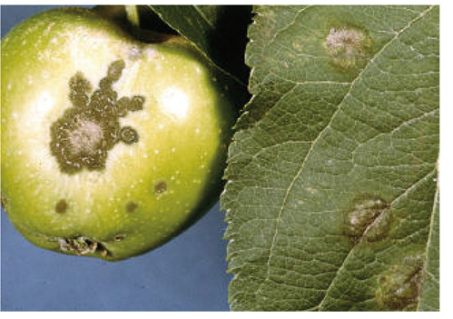 Apple with apple scab disease