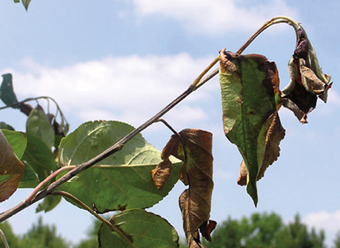 Brown dead leaves on tree