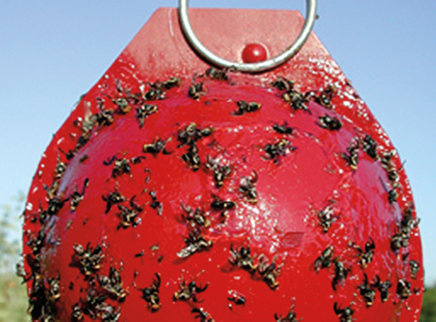 Insect trap with insects stuck to it