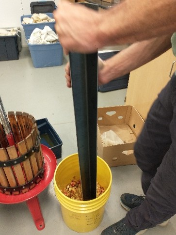 A person mashes apples in a yellow pail by pressing a large pipe.