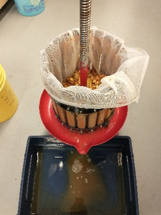 Mashed apples inside a cloth-mesh-bag-lined press.
