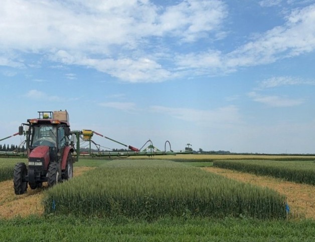 Spray drone and ground sprayer applications were compared side by side in a wheat scab management trial at the NDSU Carrington Research Extension Center.