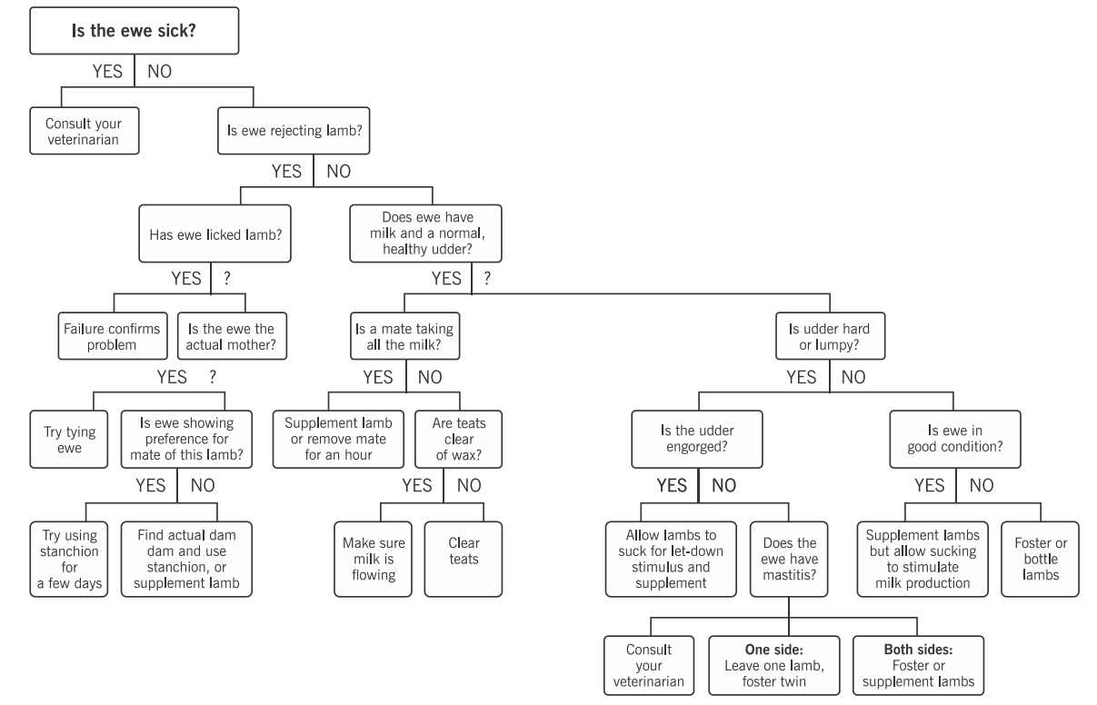 Chart for determining how to get lamb to nurse