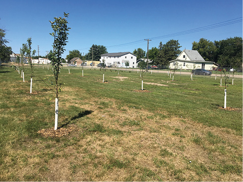 Velva FFA Community Orchard