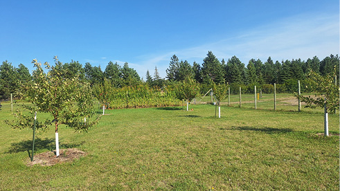 Pembina County Community Orchard 