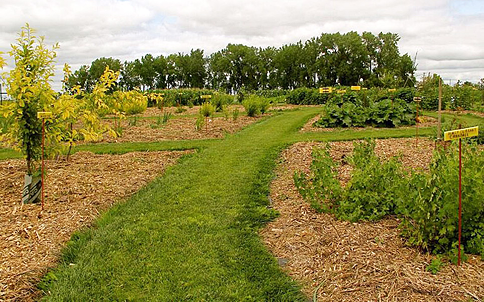 Aneta community orchard 1