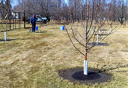 Prairie Dawn Community Orchard 2