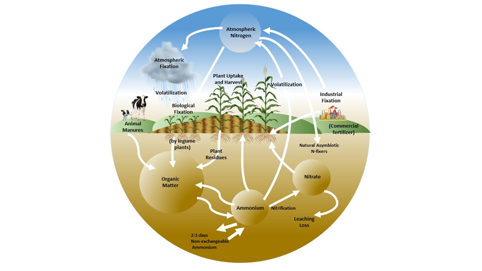Figure 15.1 The nitrogen cycle