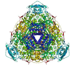 Figure 15.20 Urease enzyme, oriented to show active site (PubChem).