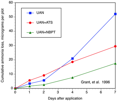 Figure 15.24 Ammonia volatilization from UAN and UAN with ATS and NBPT through time under field conditions. (Grant et al., 1996).