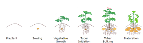 Figure 15.61 Potato growth stages for use in nitrogen recommendations and application timing.
