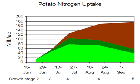 Figure 15.62 Nitrogen uptake by potato, Manitoba research. Maximum rate of N uptake at tuber bulking was 4.6 pounds N per acre per day.