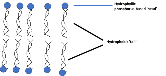 Figure 16.3 Depicts a very simplified plant cell membrane. The blue circles are the polar phosphate molecules, while the tails within the bilayer are the non-polar lipid molecules (Franzen).