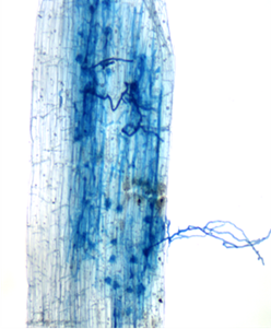 Figure 16.5 Three Arbuscular mycorrhizae in flax, showing arbuscules as dark circles and hyphae root-like structures (M.A. Monreal, Agriculture and Agri-Food, Brandon, Manitoba).