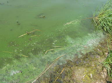 Figure 16.6 Eutrophication caused due to excessive nitrate and phosphorus near Devils Lake, ND.