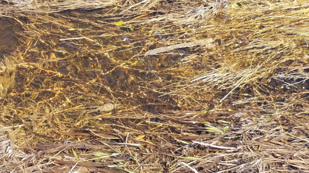 Figure 16.7 Spring thaw ‘tea’ in a road-side ditch near Casselton during snow melt. Note the yellow tint from organics in the water (Franzen).