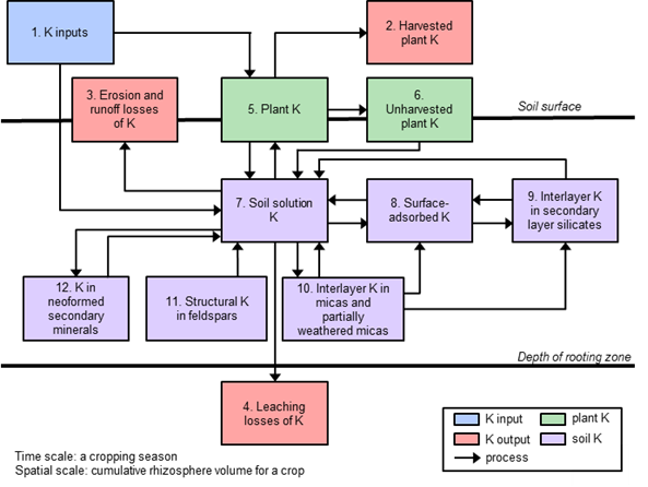 Figure 17.1 Flowchart of possible direction of potassium to plants and sources and losses from the soil system (Bell et al., 2017).