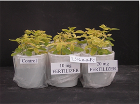 Figure 21.2a Effect of a 1.5% Fe as ortho-ortho EDDHA added to soil at different rates
