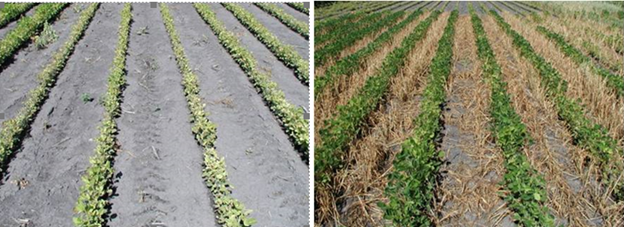 Figure 21.3 100 pounds of N/acre with no oat cover crop (left), compared with 100 pounds of N/acre with oat cover crop (right). (J. Lamb, University of Minnesota photos, used with permission)