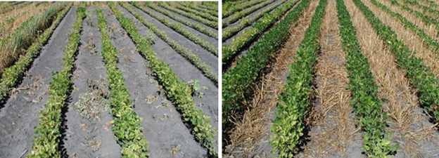 Figure 21.4. No N applied and no oat cover crop (left). No N applied with oat cover crop (right).(J. Lamb, University of Minnesota photos, used with permission)