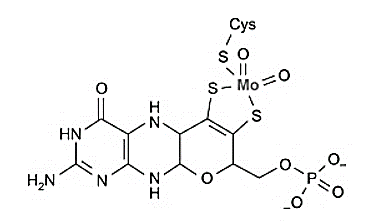 Figure 25.1 Nitrate reductase structure showing Mo position (ScienceDirect Topics, n.d.)).