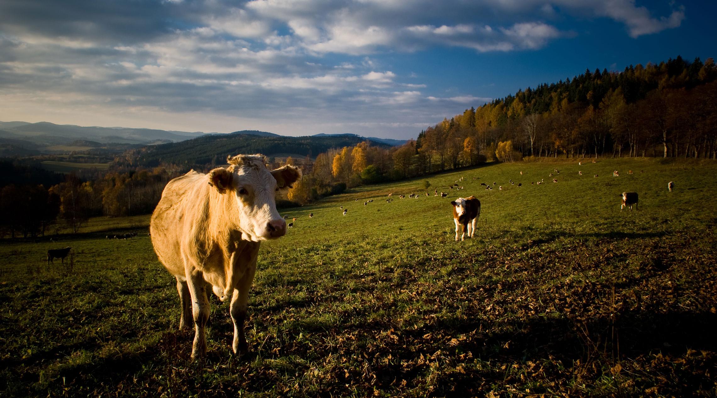 Cows in a hilly pasture in the evening light