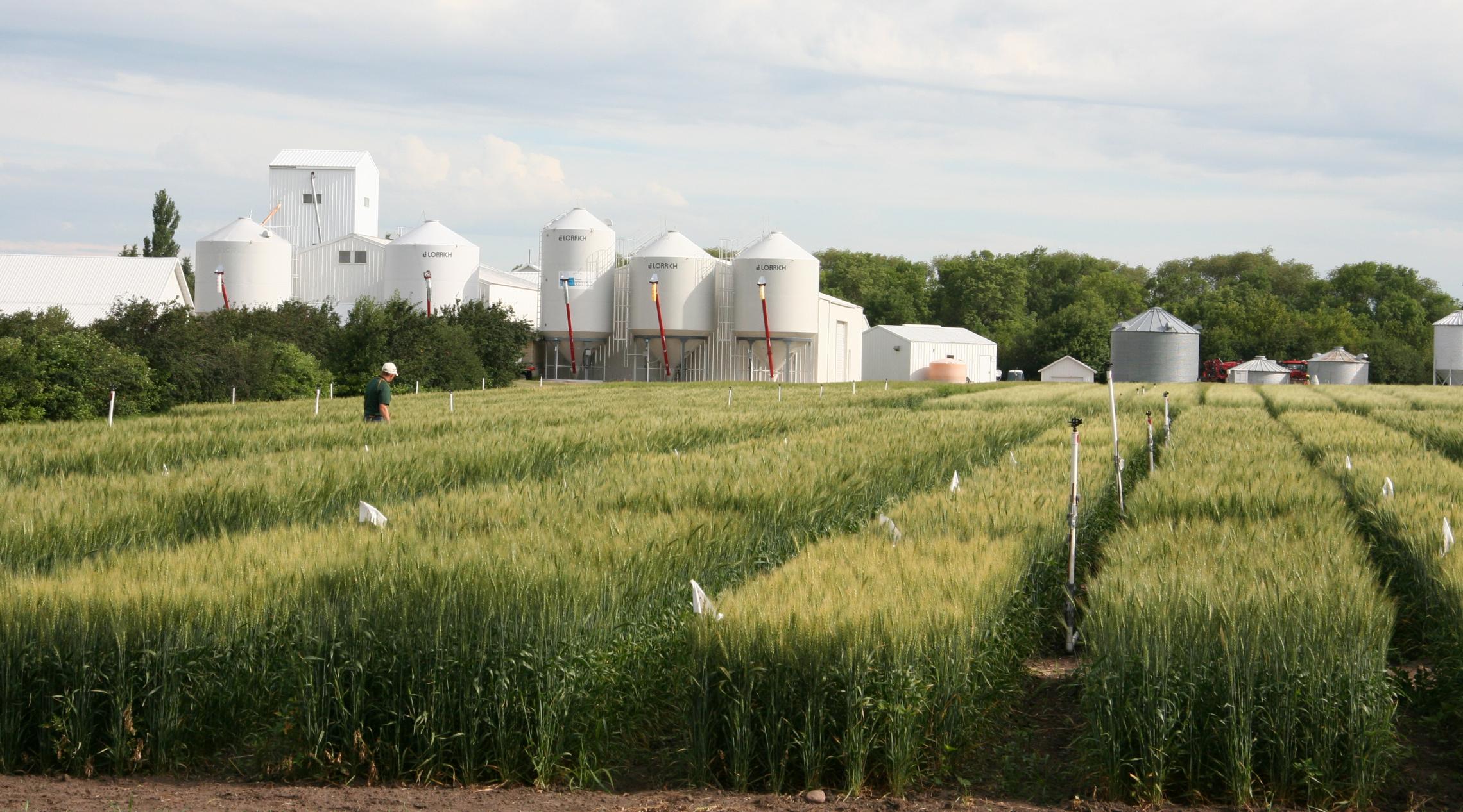 field test plots for wheat