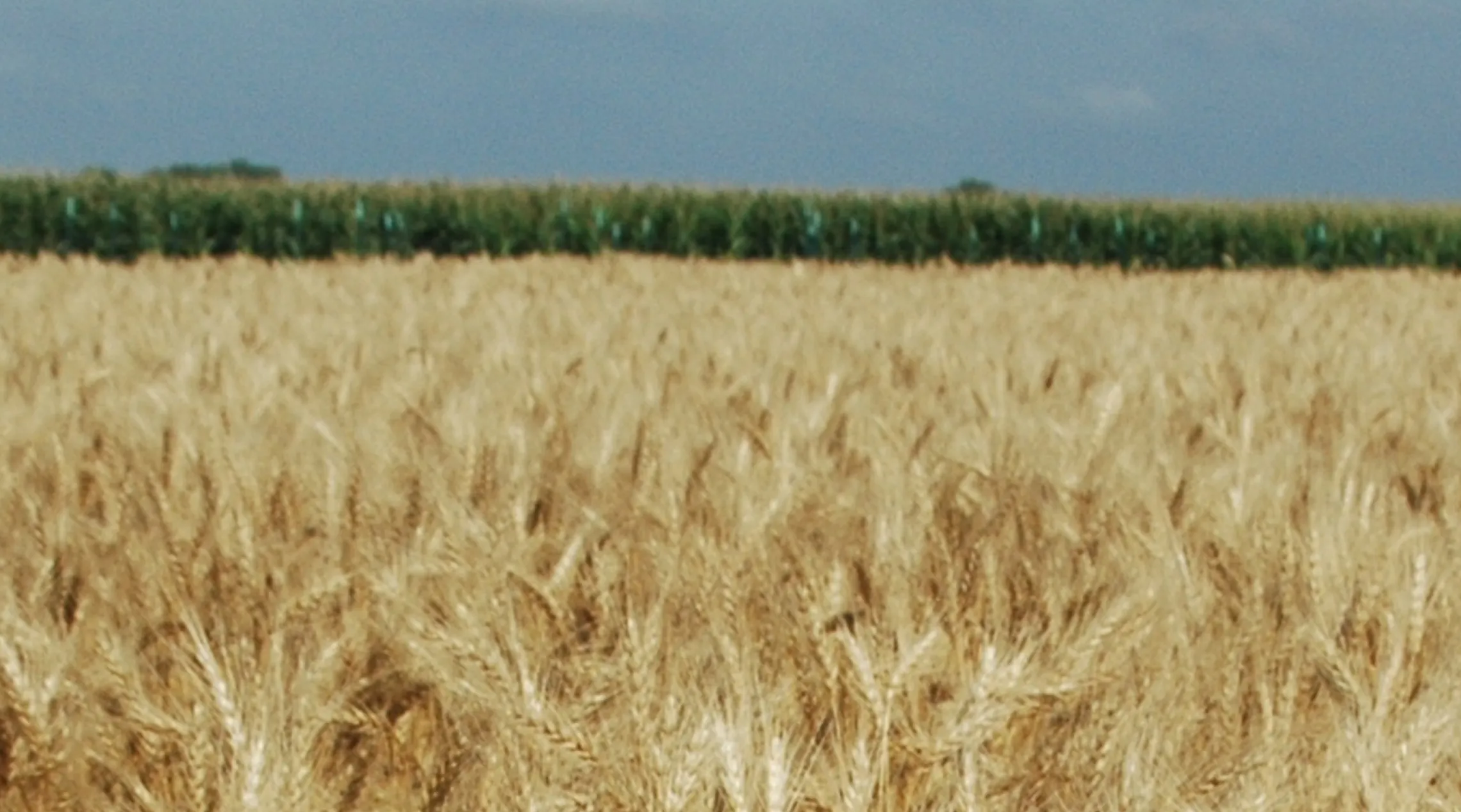 Wheat crop
