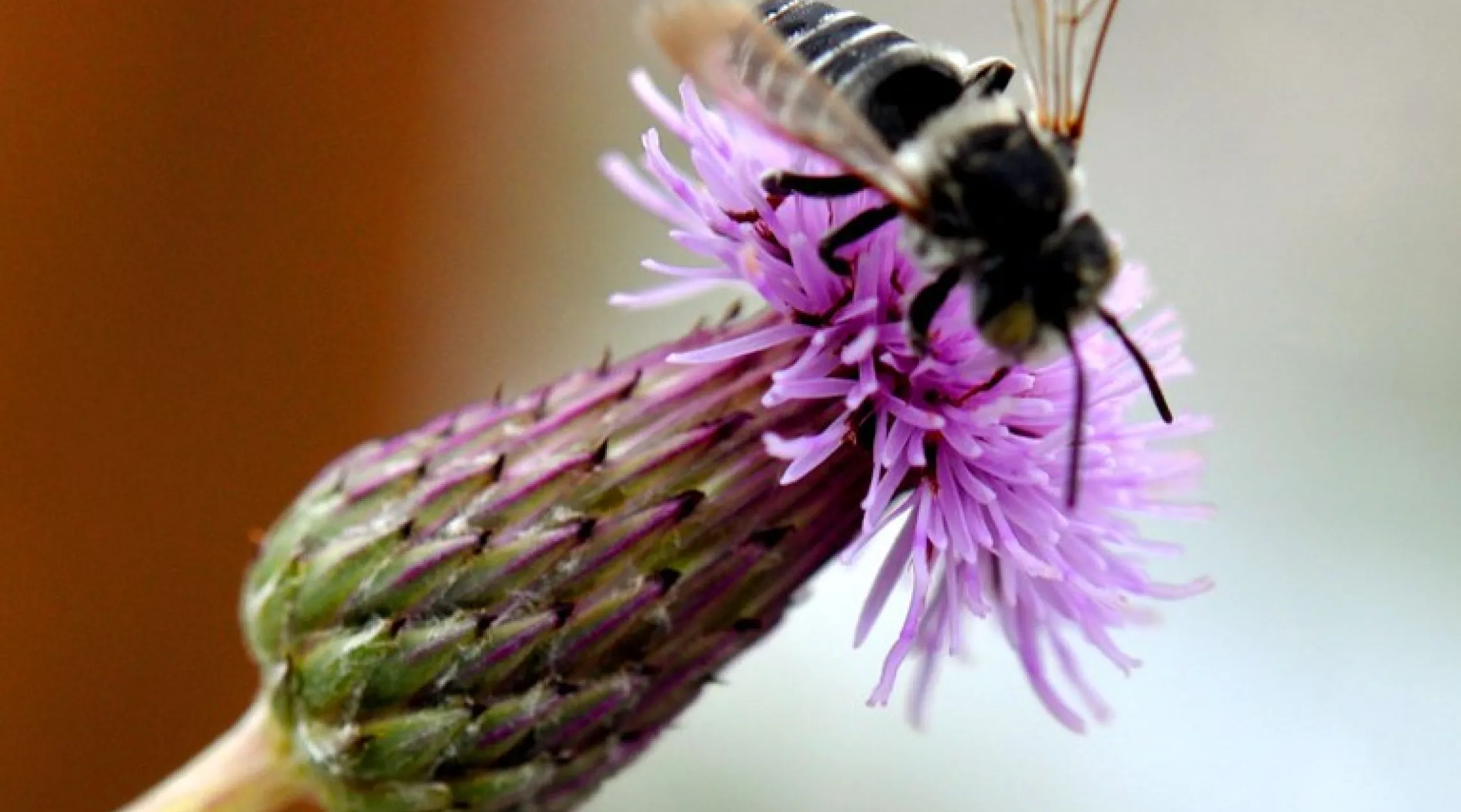 Pollinator feeding on a Canada thistle flower