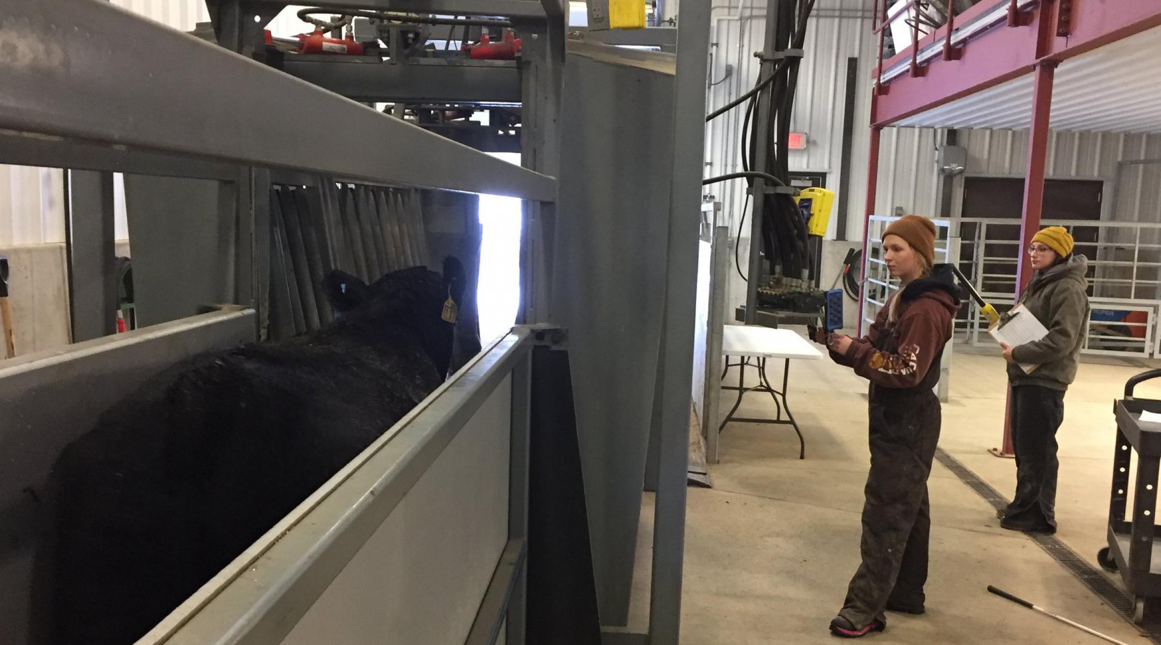 Two students stand next to a bovine animal in a cattle-working facility. 
