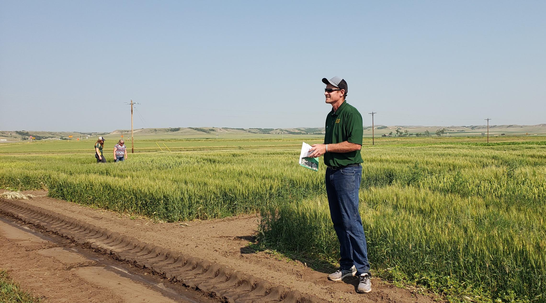 AN NDSU researcher stands in front of a field of knee-high grain