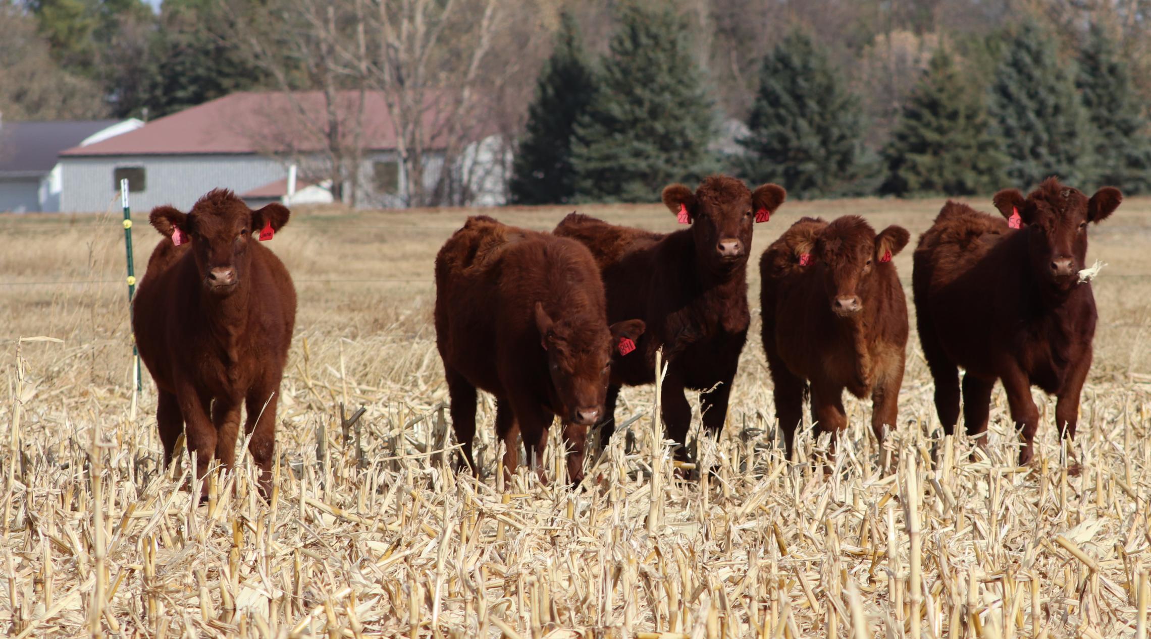 Red cattle graze on cornstalks.