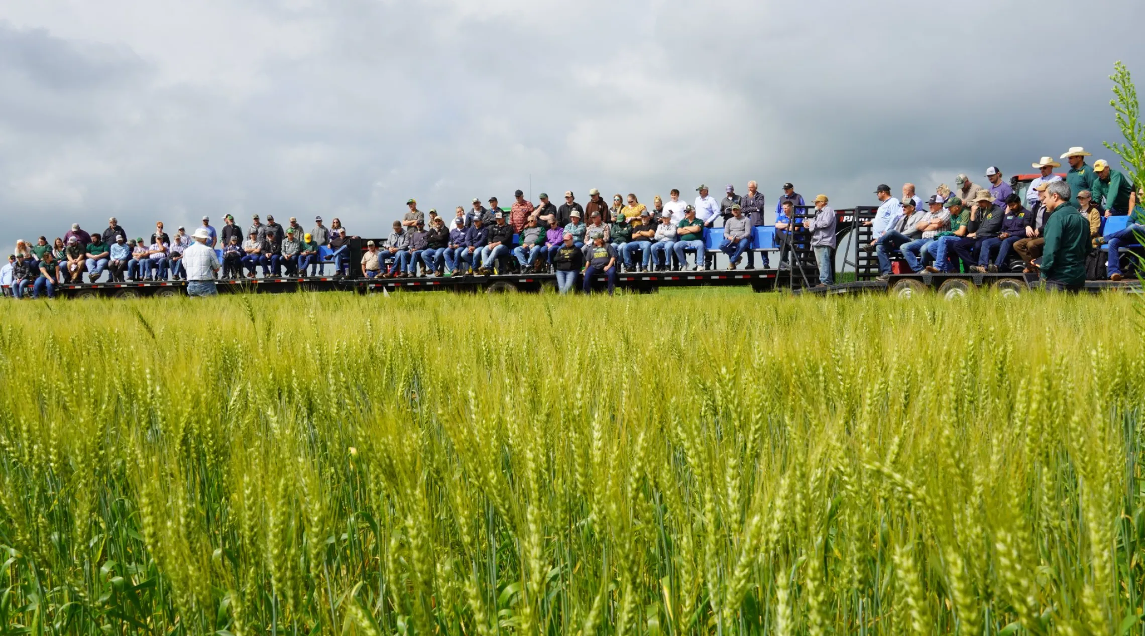 tour wagons with people in a wheat field