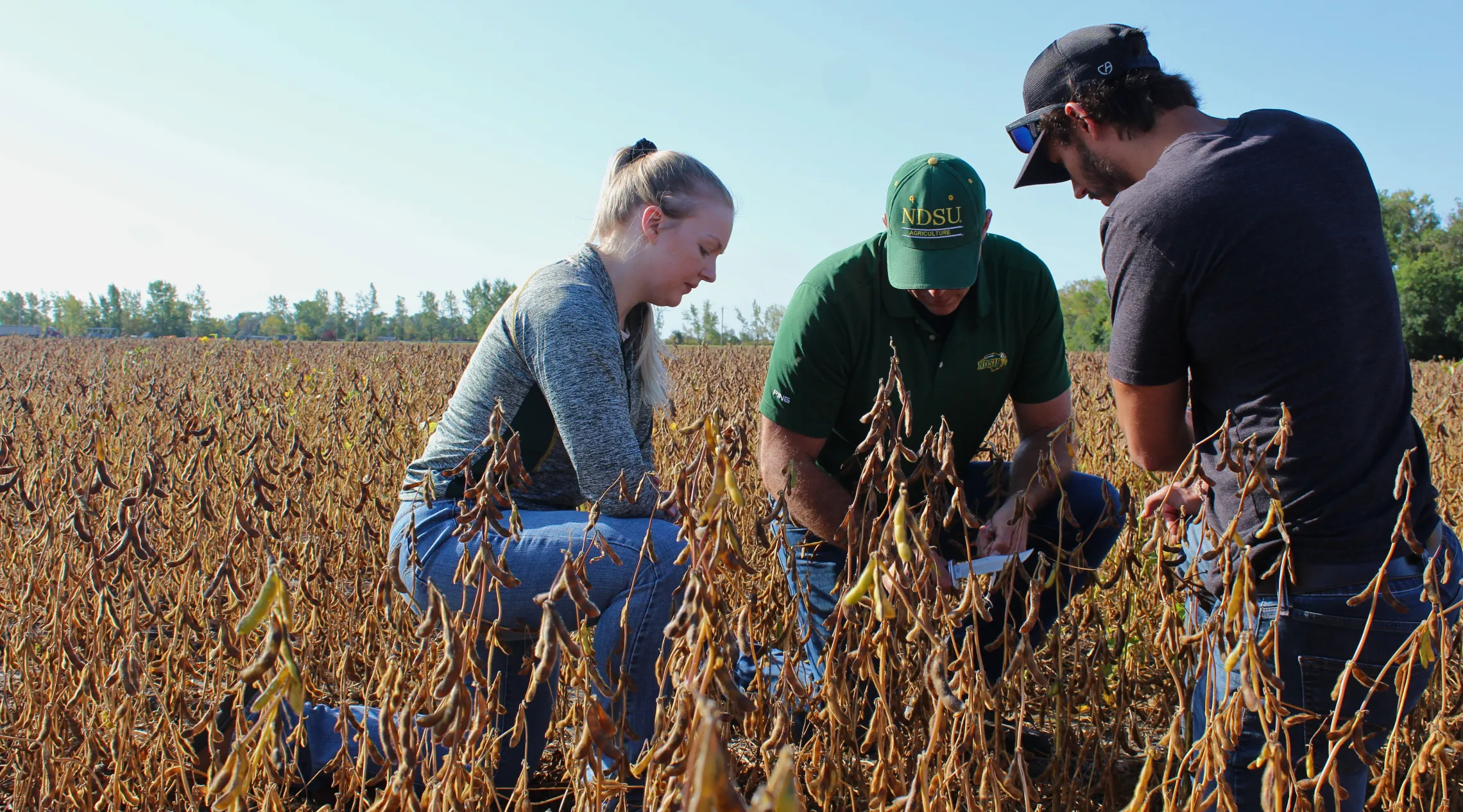 Three people observing soybeans in field