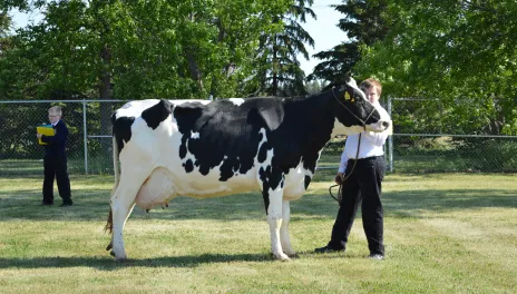 boy with dairy cow