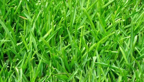 Close up of a healthy lawn's blades of grass