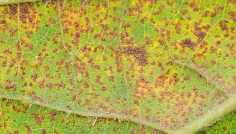 soybean leaf with orangish brown spots
