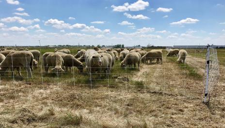 sheep grazing in penned area