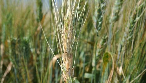 fusarium head blight on wheat