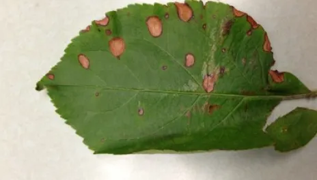 Frogeye leaf spot with distinctive purple margins