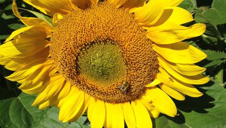 A bee sits near the center of a large yellow-gold sunflower