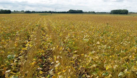 yellow soybean field
