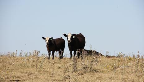 black and white cows standing in pasture