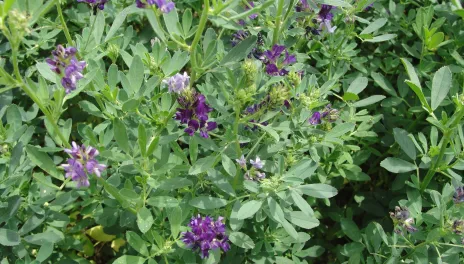 flowering alfalfa closeup
