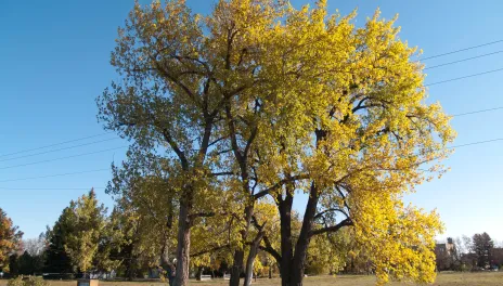 North Dakota landscape with a tree with yellow leaves