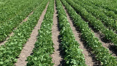 rows of dry beans 