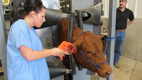vet examining a brown cow