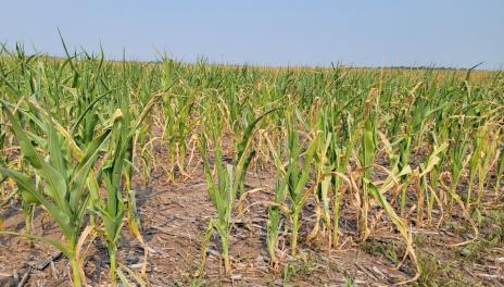 Dry, drought-stressed corn plants exhibit curling and dead leaves with no ear production.